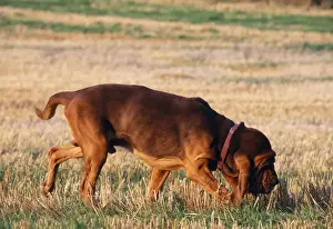 Bloodhounds Prints: Bloodound Dog