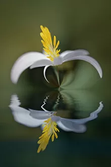Images Dated 1st January 2022: Bloodroot flower and reflection. The Parklands, Louisville, Kentucky Date: 18-03-2021