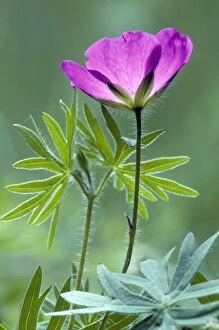 Images Dated 30th June 2008: Bloody Crane's-bill