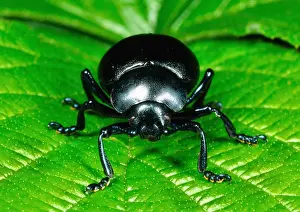 Segments Prints: Bloody-Nosed Beetle Head-on portrait Reading garden, UK
