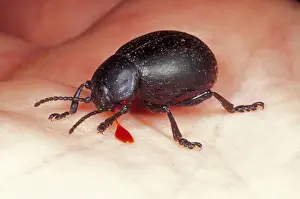 Hand Prints: Bloody-nosed Beetle SPH 1087 Bleeding © Steve Hopkin / ardea. com