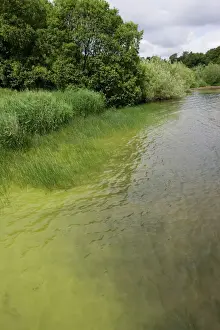 Scotland Prints: Bloom of green algae Loch Leven Scottish Borders Scotland UK