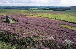 Images Dated 1st March 2006: Blooming Heather - & moorland, beside Rothbury. Simonside Hills National Park, Northumberland, UK