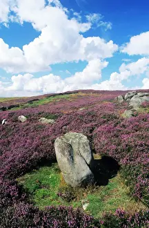 Stone Prints: Blooming Heather - on moorland Simonside Hills National Park
