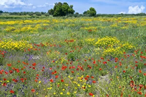 Botany Gallery: Blossom in a field, Siena province, Tuscany