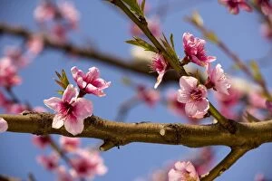 Images Dated 19th March 2007: Blossom of Peach (Prunus persica) in spring; Cyprus