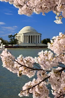 Basin Gallery: Blossoming cherry trees along the Tidal
