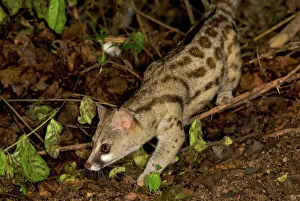 Blotched / Cape / Large- spotted Genet - walking on forest floor
