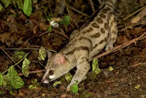 East Africa Prints: Blotched / Cape / Large- spotted Genet - walking on forest floor - Ruaha NP - Tanzania - Africa