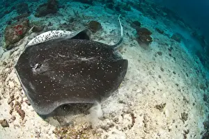 Maldives Prints: Blotched Fantail Ray - Maldives