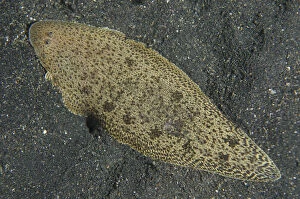 Blotched Tongue Sole - on black sand - Night dive