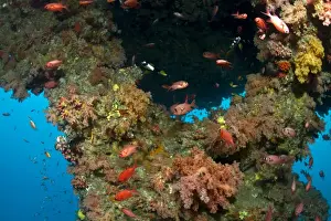 Schools Prints: Blotcheye Soldierfish - at Soft Corals - Bulha Thila - South-Ari atoll - Maldives