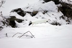 BLT-476 Ermine / Stoat / Short-tailed weasel - running through snow