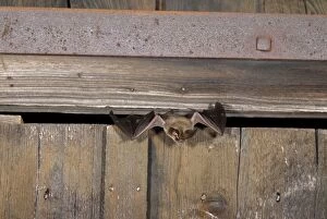 BLT-482 Brown long-eared Bat - flying out of a barn