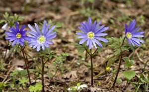 Images Dated 17th April 2012: Blue Anemones