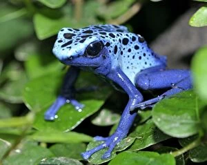 Images Dated 13th August 2011: Blue Arrow Poison Frog