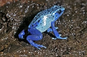 Blue Arrow Poison Frog