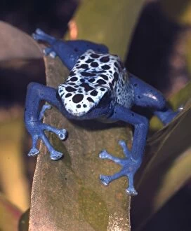 Frogs Collection: Blue arrow poison frog