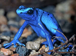Frogs Collection: Blue arrow poison frog, South America