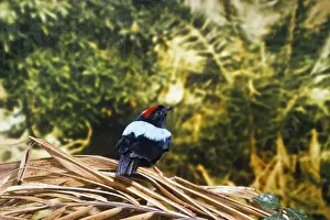 Tobago Prints: Blue-backed Manakin - found in Tabago