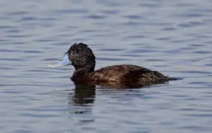 Blue-billed Duck - Male At Herdsman Lake, Perth, Western Australia. This rather wary Australian endemic is found only in the southwest and southeast of Australia