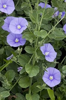 A blue bindweed from S. Europe and N. Africa