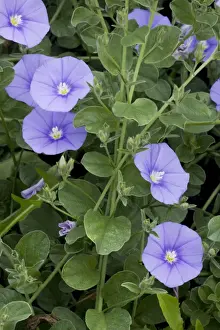 Bindweed Prints: A blue bindweed from S. Europe and N. Africa; Convolvulus sabatius. Italy