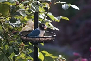 Agapornis Gallery: Blue Black-Cheeked Lovebird escaped bird on garden