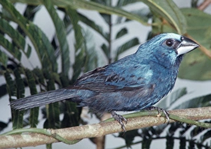 Images Dated 8th June 2006: Blue-black Grosbeak - Para, Brazil