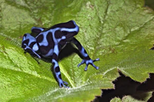 Auratus Gallery: Blue and black Poison Dart Frog (Dendrobates)