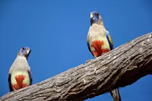 Blue Bonnet / Bluebonnet / Bluebonnet Parrot or Parakeet / Blue Bonnet Parrot or Parakeet / Bulloak Parrot / Oak Parrot / Yellow-vented Bluebonnet / Yellow-vented Blue Bonnet - two adults sitting on a branch - Mungo National Park, New South Wales