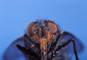 Images Dated 18th June 2007: FLY