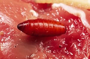 Images Dated 26th November 2004: Blue Bottle Maggot Pupa on rotting meat, UK