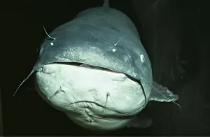 Catfish Prints: Blue Catfish PM 9071 Freshwater USA Icatalurus furcatus © P. Morris / ARDEA LONDON