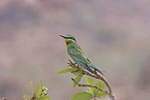 Blue-cheeked Bee-eater - perched on branch