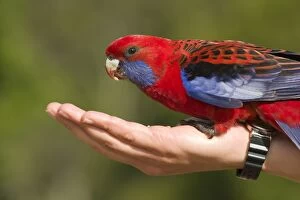 Images Dated 13th December 2003: Blue-Cheeked or Crimson Rosella - A wild bird feeding