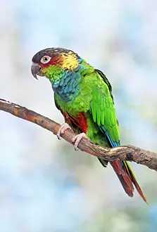 Parakeets Prints: Blue-chested Parakeet / Blue-throated Parakeet / blue-throated Conure