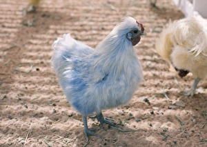 Images Dated 2nd December 2007: Blue Chicken Saudi Arabia