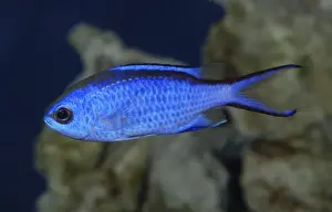 Chromis Prints: Blue Chromis - western Atlantic Ocean