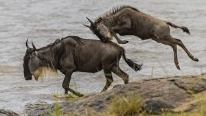 Images Dated 15th July 2010: Blue / Common / White-bearded Wildebeest / Brindled Gnu