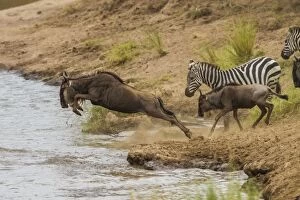 Images Dated 15th July 2010: Blue / Common / White-bearded Wildebeest / Brindled Gnu