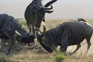 Images Dated 12th February 2006: Blue / Common Wildebeest - bulls fighting - Masai Mara Conservancy - Kenya