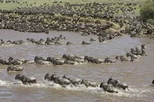 Images Dated 27th October 2005: Blue / Common Wildebeest - crossing the Mara River - Masai Mara Reserve - Kenya