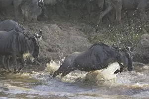 Images Dated 27th October 2005: Blue / Common Wildebeest - crossing the Mara River - Masai Mara Reserve - Kenya