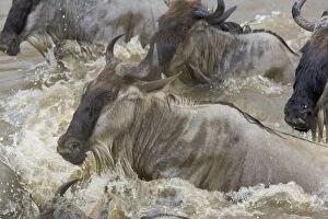 Images Dated 14th October 2005: Blue / Common Wildebeest - crossing the Mara River during dry season