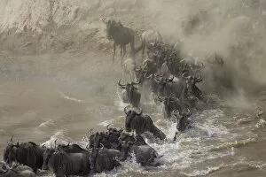 Images Dated 6th October 2005: Blue / Common Wildebeest - crossing the Mara River during dry season