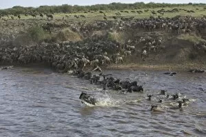 Images Dated 26th October 2005: Blue / Common Wildebeest - crossing the Mara River - Masai Mara Reserve - Kenya