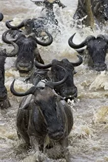 Images Dated 25th October 2005: Blue / Common Wildebeest - crossing the Mara River - Masai Mara Reserve - Kenya
