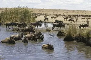 Blue / Common Wildebeest - drinking during midday heat