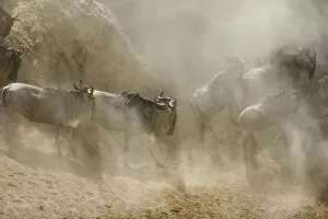 Images Dated 1st October 2006: Blue / Common Wildebeest - in dust at river's edge